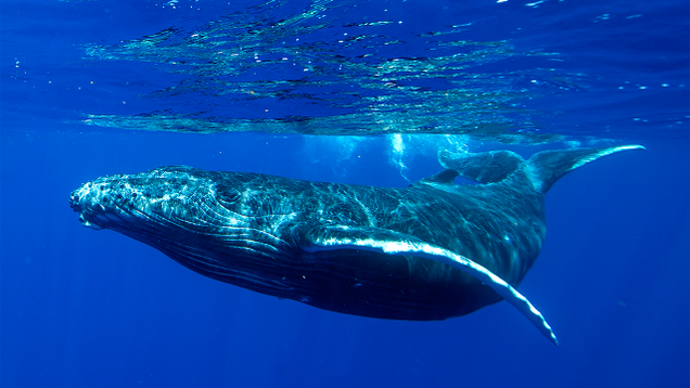 Illustration for article titled 5 Majestic Whales And Then 1 Doofus Whale That Got Scuffed Up By A Boat